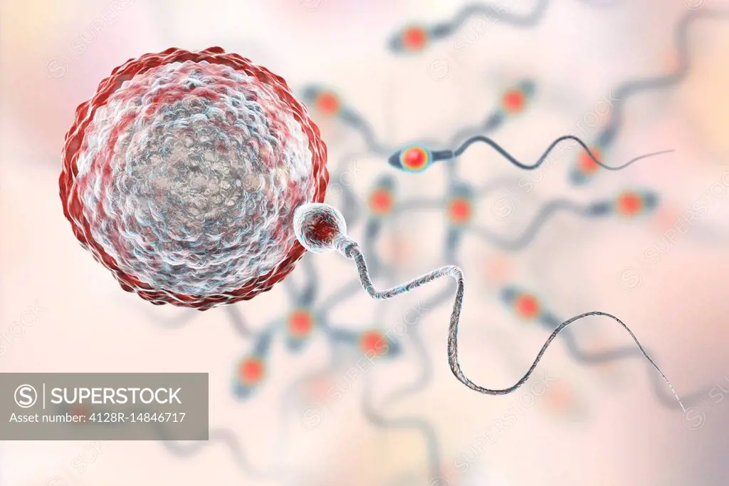 Sperm fertilizing egg, illustration