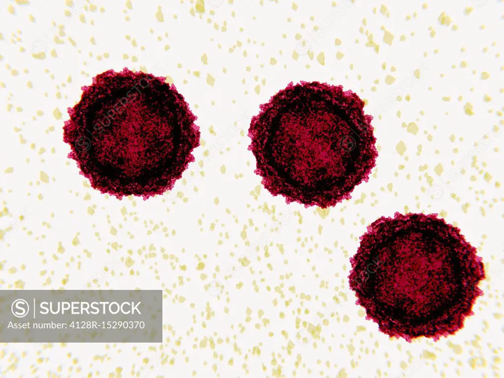 Polio virus particles, illustration