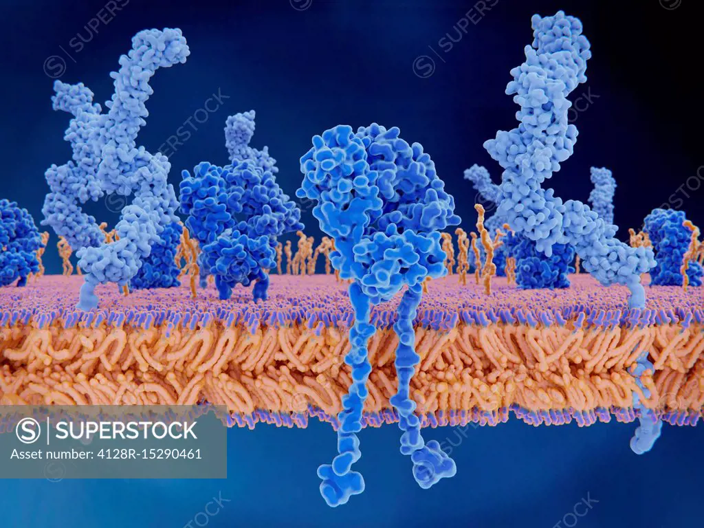 T cell receptor and CD4 proteins, illustration