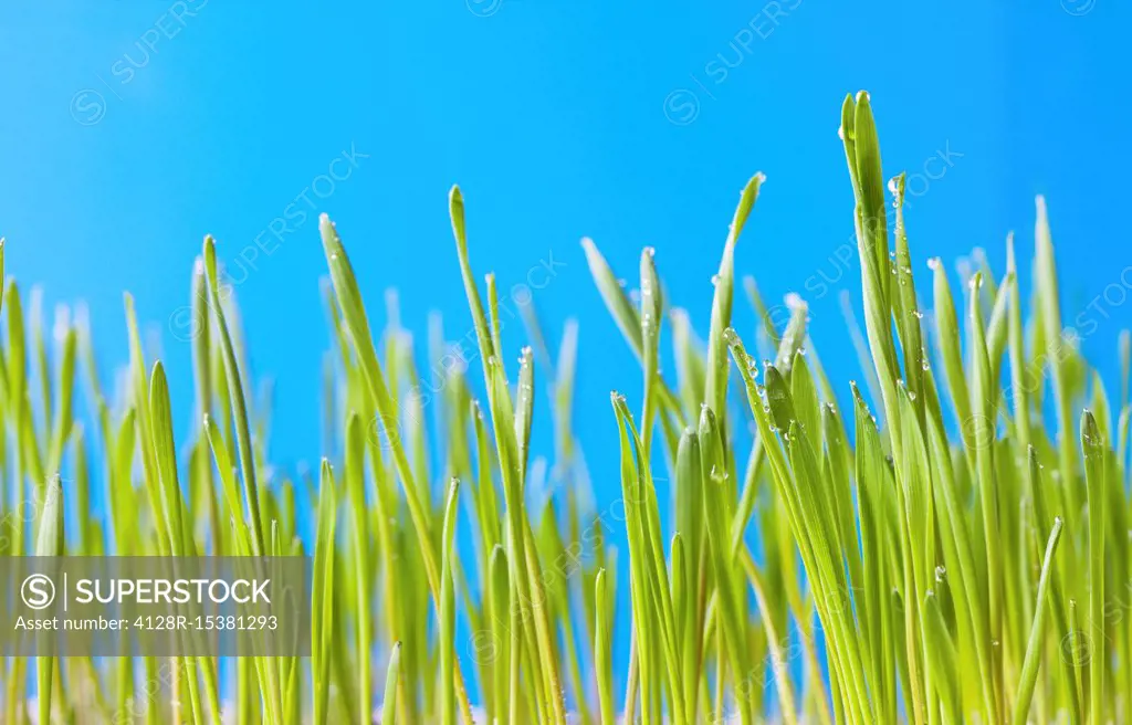 Grass shoots