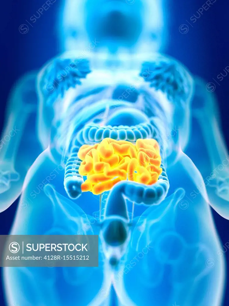 Illustration of female small intestine