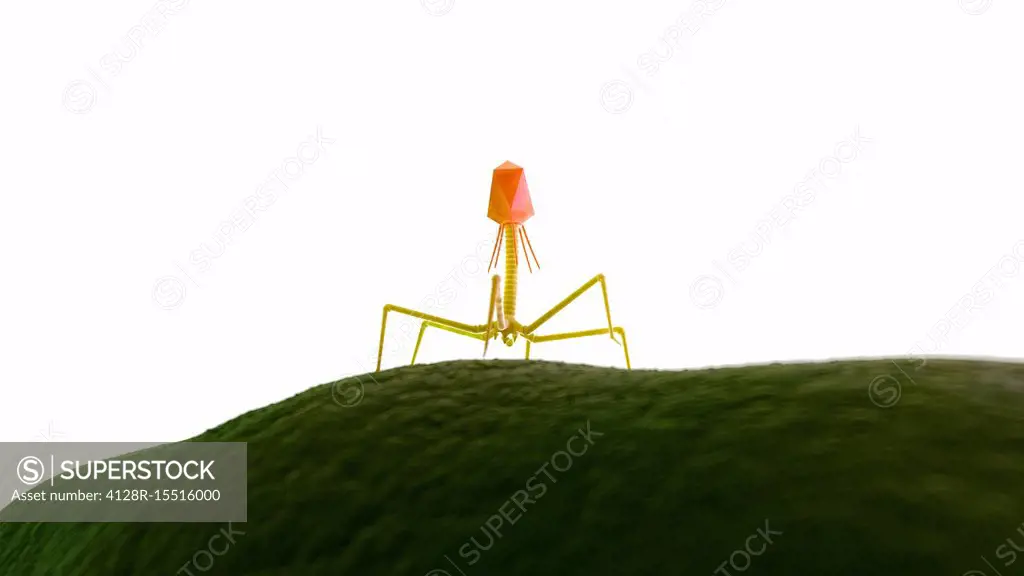 Illustration of a bacteriophage on a bacteria