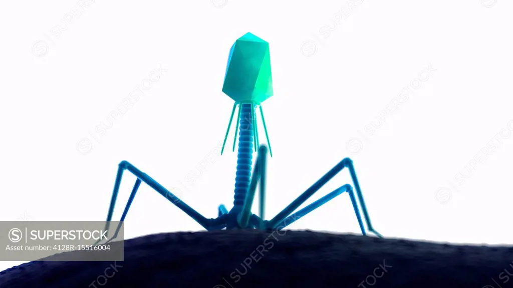 Illustration of a bacteriophage on a bacteria