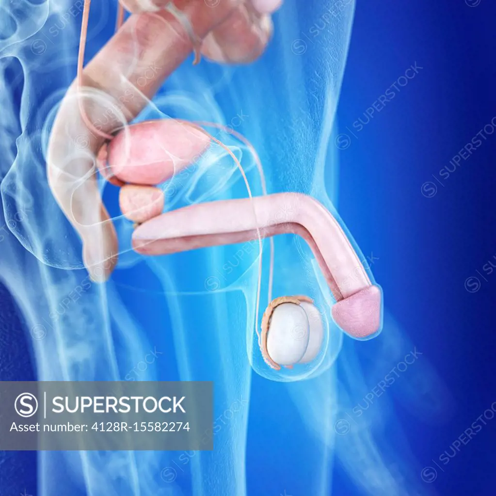 Illustration of the human penis anatomy - SuperStock