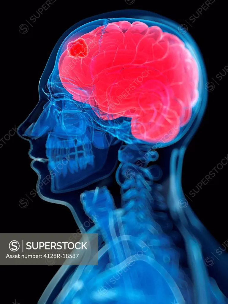 Head anatomy, computer artwork.