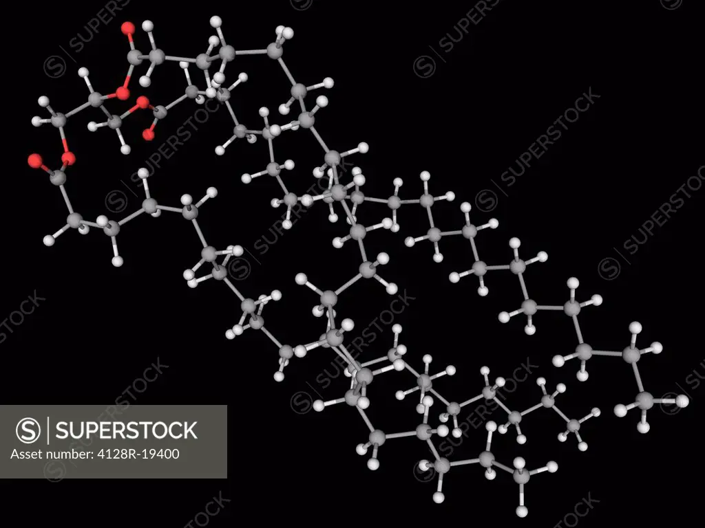 Triglyceride, molecular model. Organic compound formed by combining glycerol with three molecules of fatty acid. Main constituent of vegetable oil and...