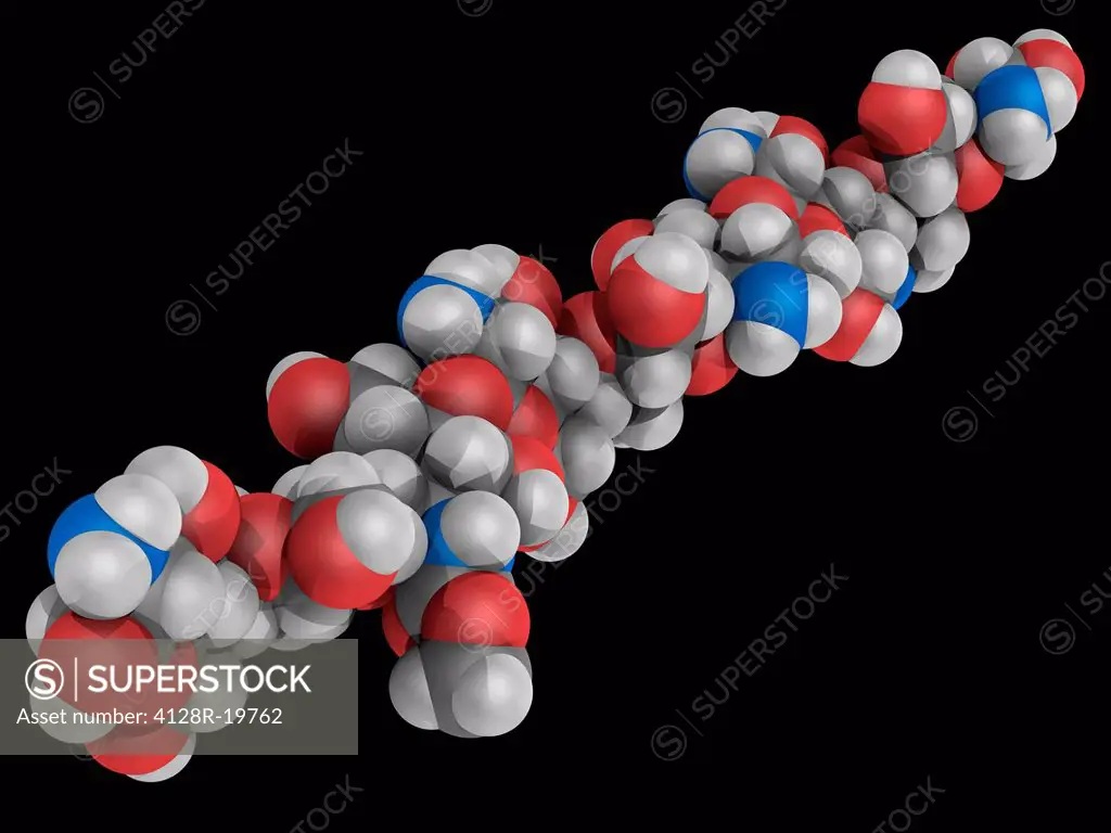 Chitosan poliglusam, molecular model. Linear polysaccharide produced commercially by deacetylation of chitin. Used as seed treatment and a plant growt...