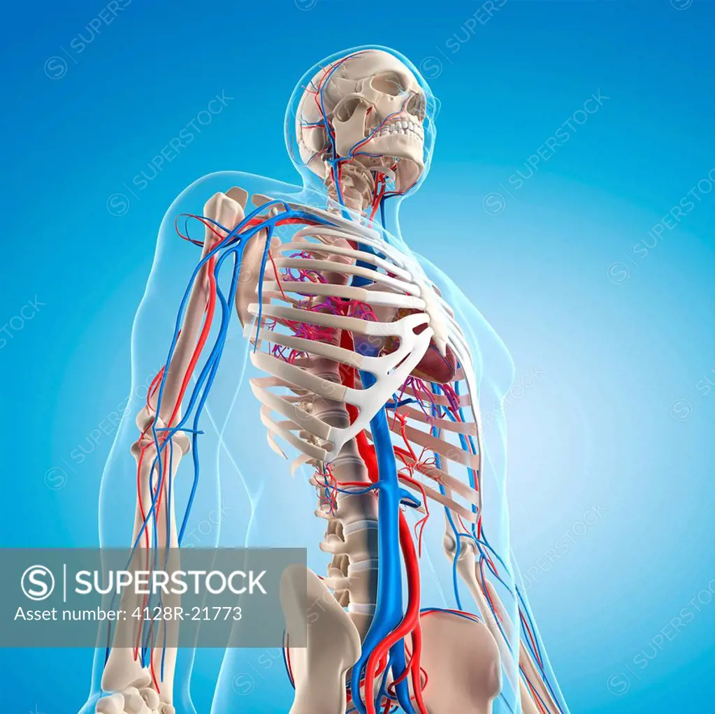 Vascular system, computer artwork.