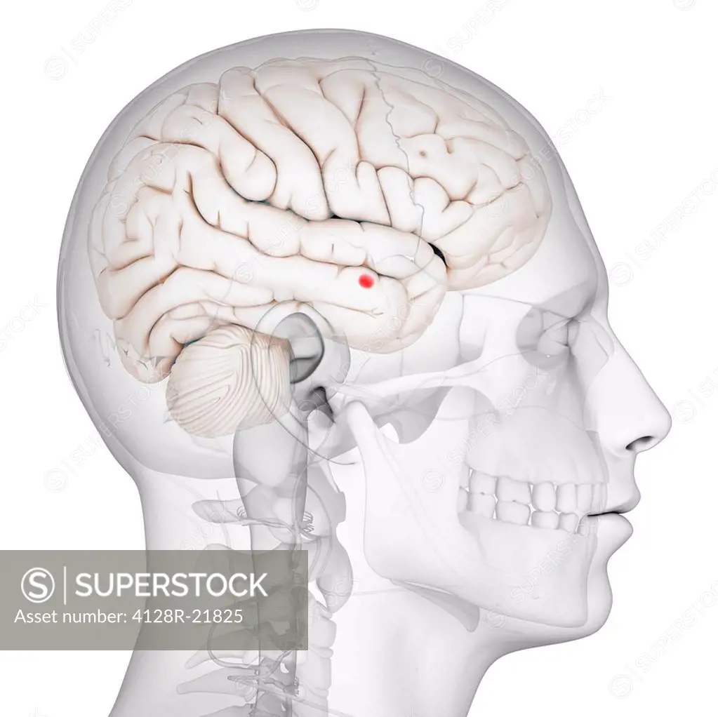 Amygdala of the brain, computer artwork. The amygdala red is part of the brain´s limbic system and plays a key role in processing emotions.