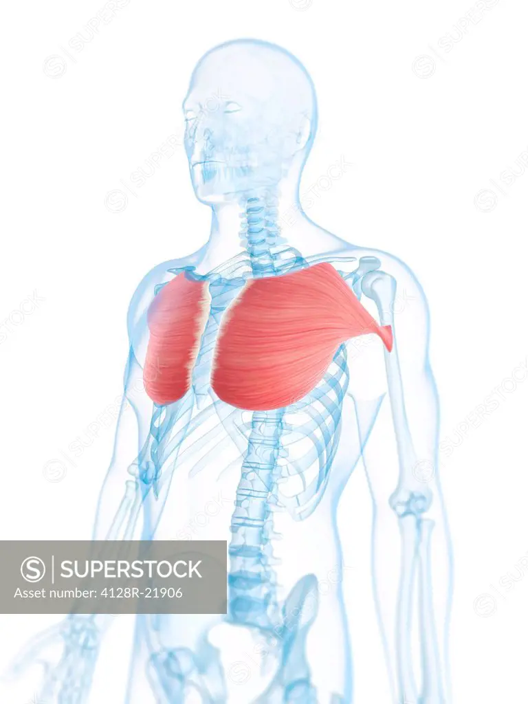 Chest muscles. Computer artwork of the pectoralis major muscles.