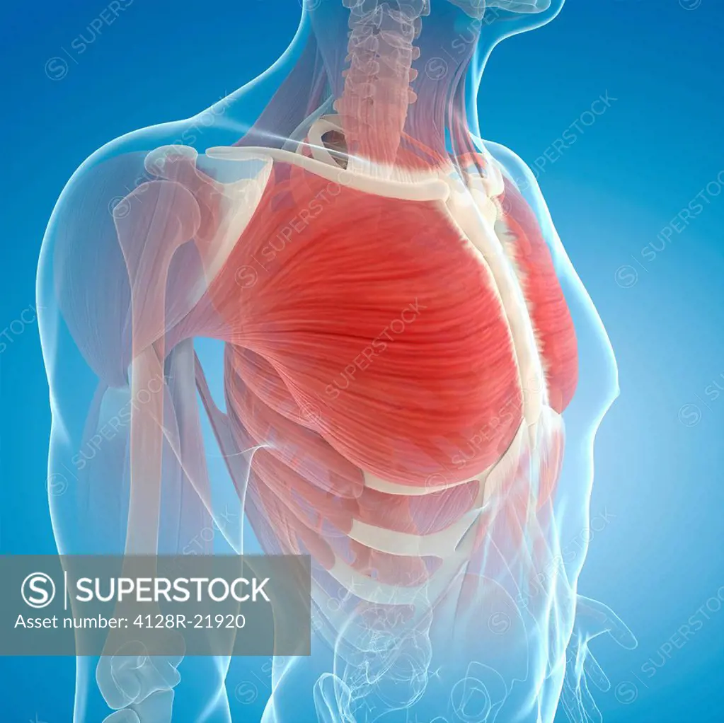 Chest muscles. Computer artwork of the pectoralis major muscles.