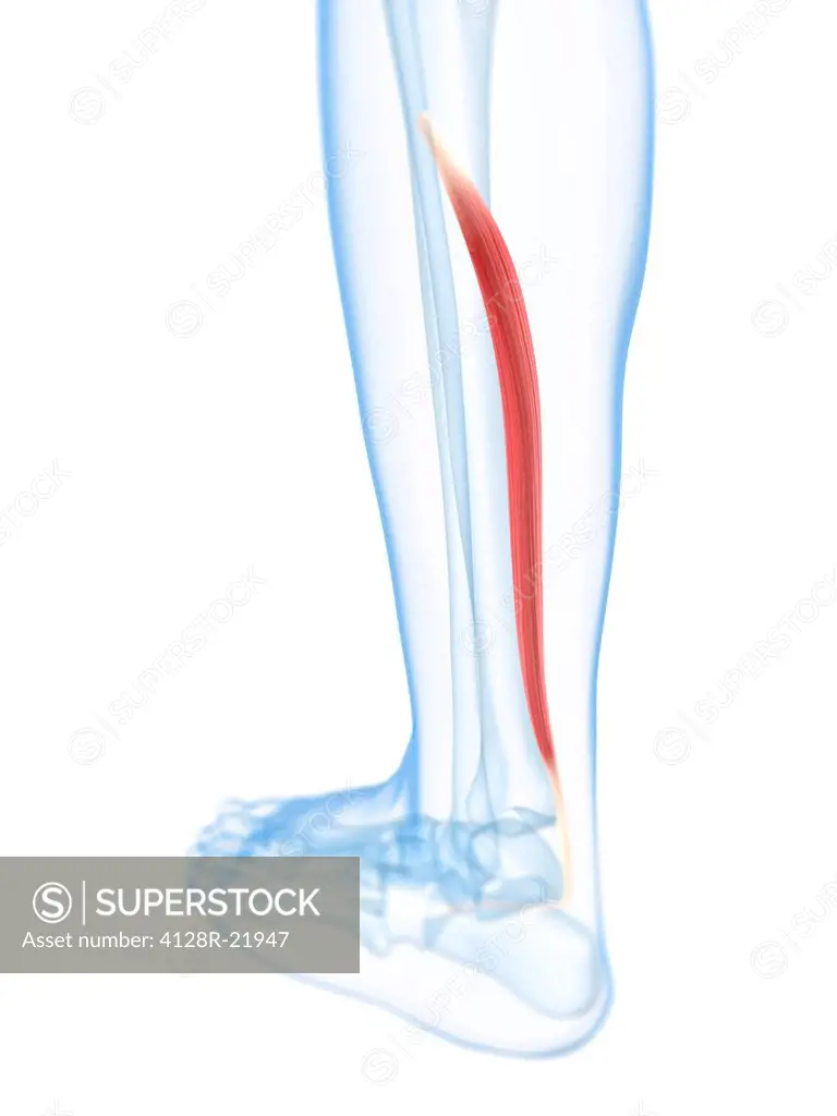 Lower leg muscle. Computer artwork of the extensor digitorum longus muscle of the lower leg.