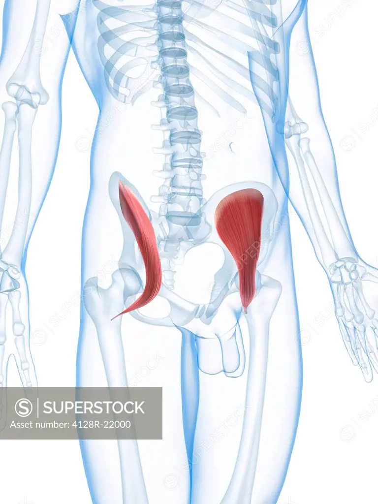 Hip muscles. Computer artwork of the iliacus muscles.