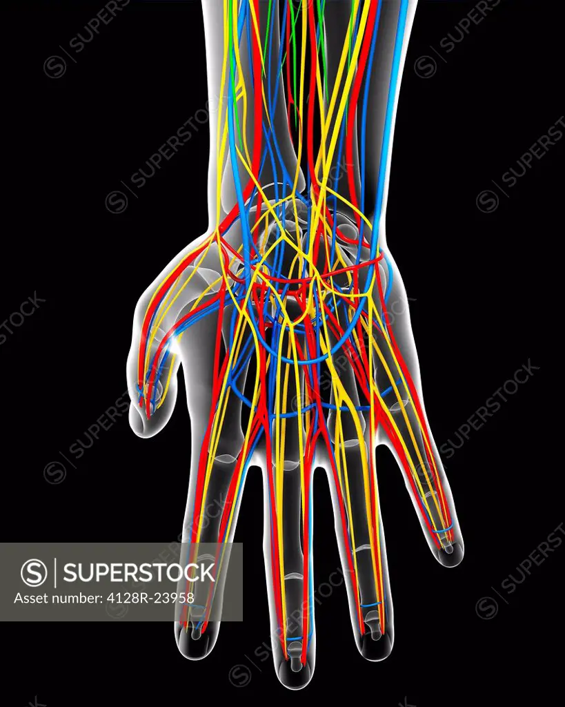 Hand anatomy, computer artwork.