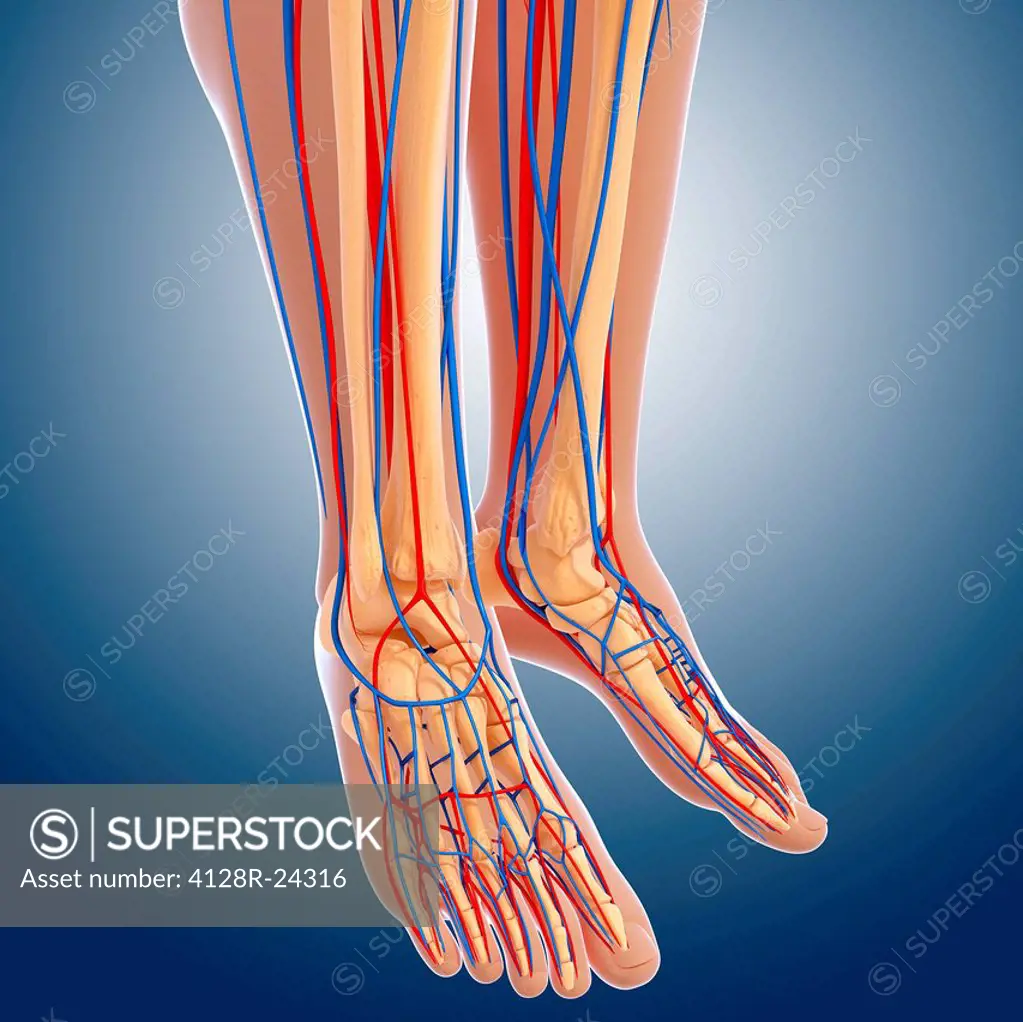 Lower leg anatomy, computer artwork.