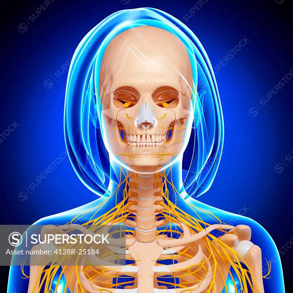 Upper body anatomy, computer artwork.