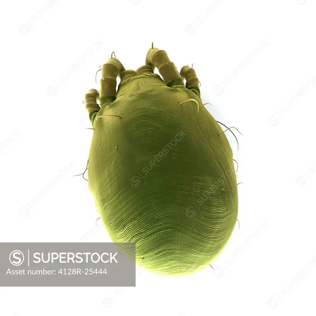 Dust mite. Computer artwork of a house dust mite (Dermatophagoides pteronyssinus).