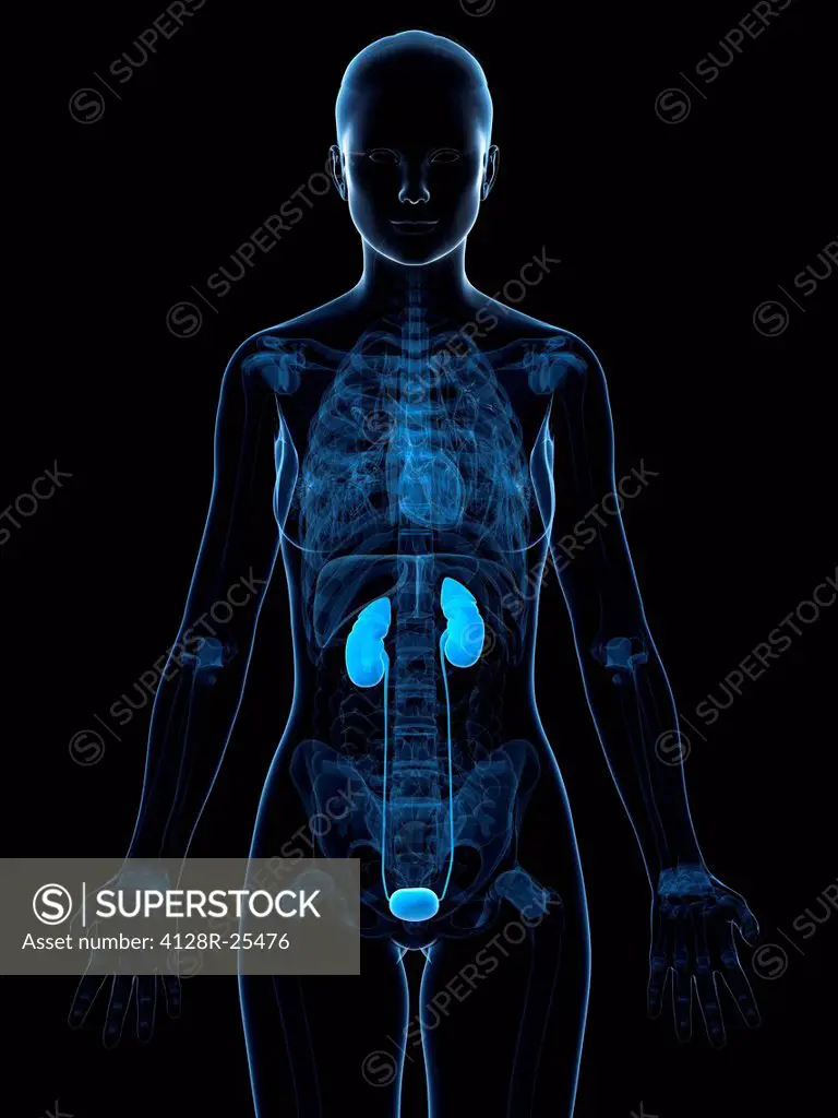 Healthy urinary system, computer artwork.