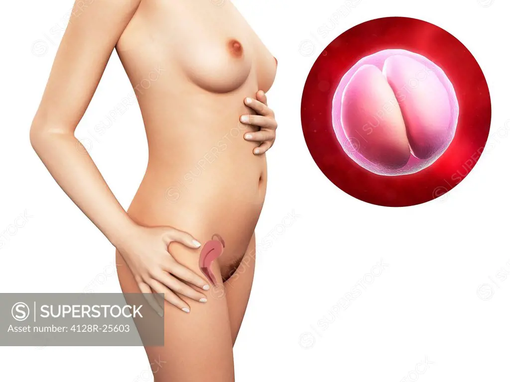 Pregnancy. Computer artwork of a naked woman, showing the position of the  uterus (womb). At upper right is a 2-cell embryo. - SuperStock