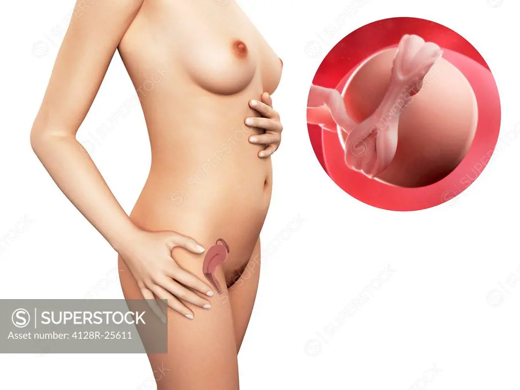 Pregnancy. Computer artwork of a naked woman, showing the position of the  uterus (womb). At upper right is a 5 week embryo. - SuperStock