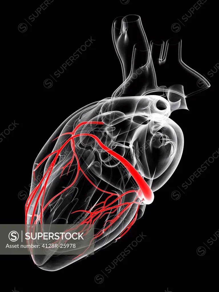 Healthy heart. Computer artwork showing the coronary arteries.