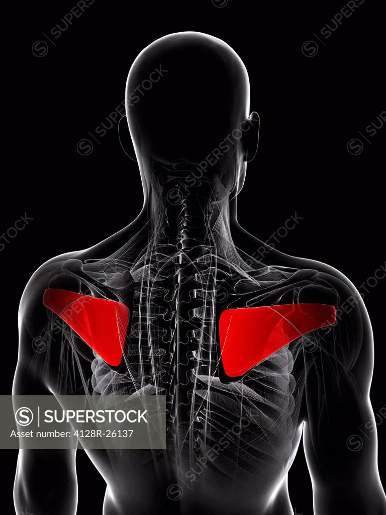 Back muscles. Computer artwork showing the infraspinatus muscles.