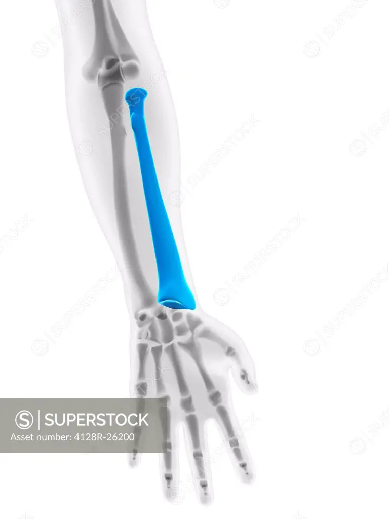 Lower arm bone. Computer artwork showing the radius bone.