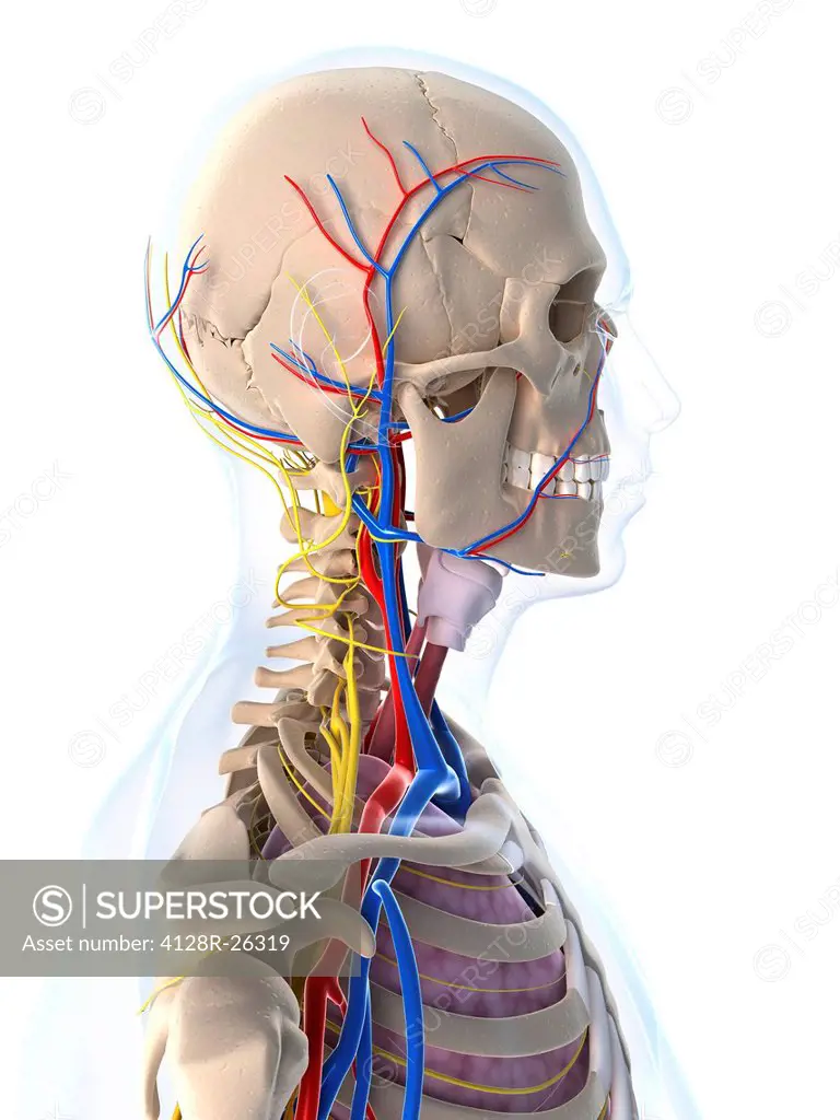 Male anatomy, computer artwork.