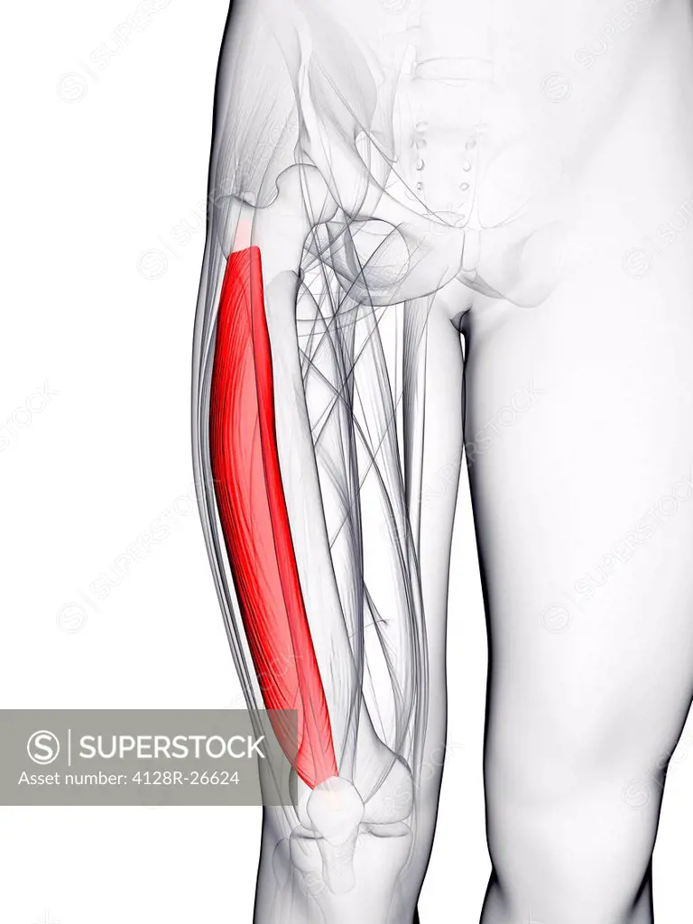 Thigh muscle. Computer artwork showing the vastus lateralis muscle.