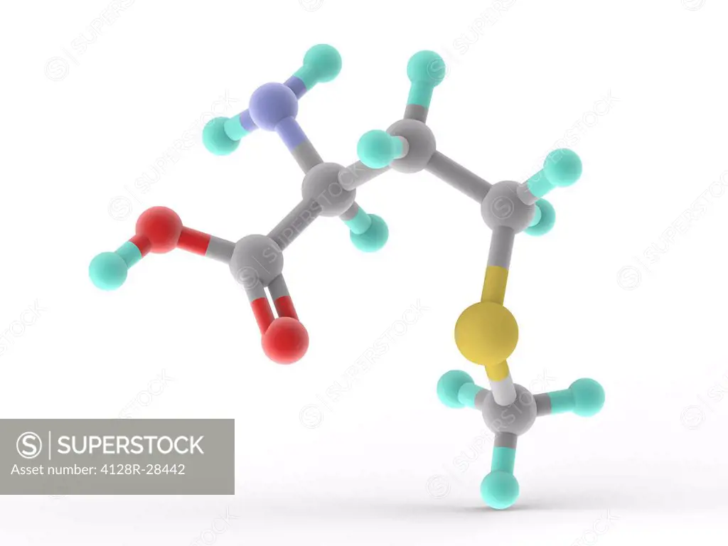 Methionine, molecular model. Essential alpha-amino acid. Atoms are represented as spheres and are colour-coded: carbon (grey), hydrogen (blue-green), ...