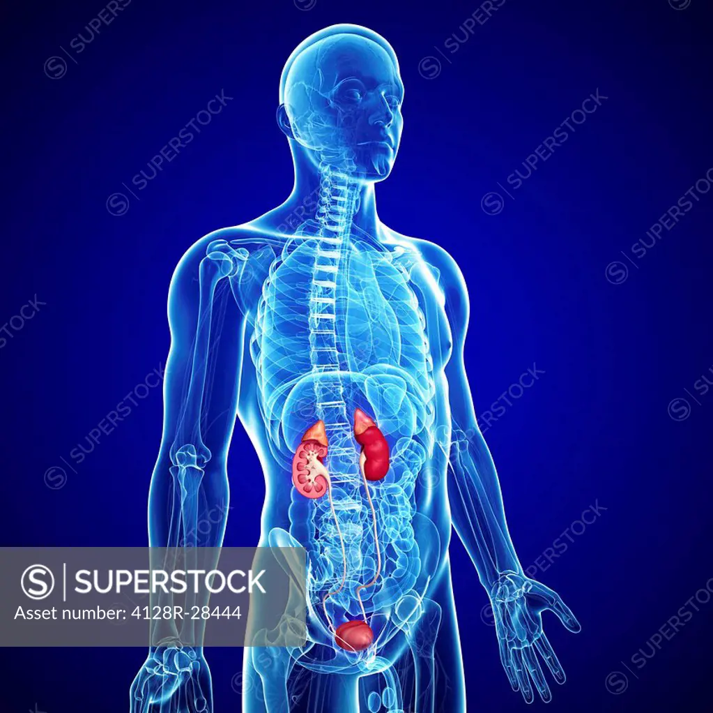 Male urinary system, computer artwork.