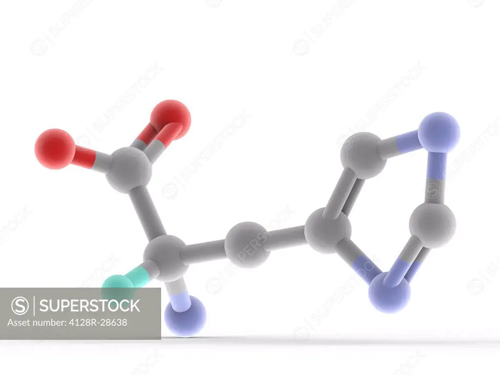 Histidine, molecular model. Essential amino acid in humans and other mammals. One of the 22 proteinogenic amino acids. Atoms are represented as sphere...