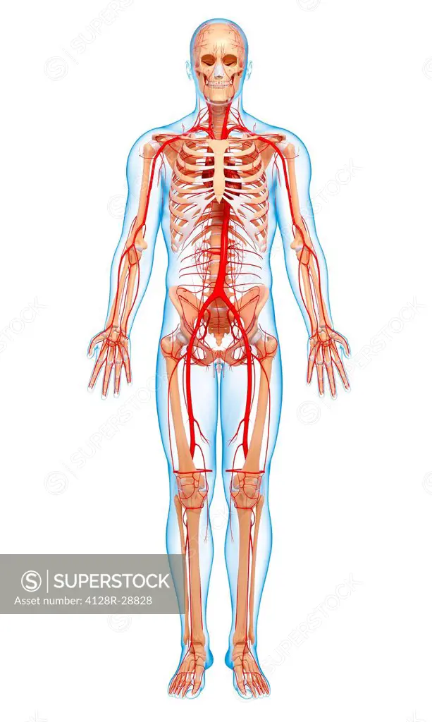 Human arteries, computer artwork.