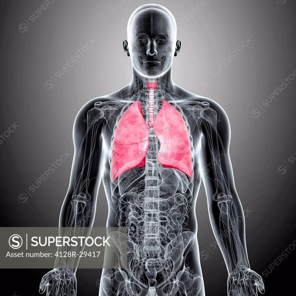 Male lungs, computer artwork.