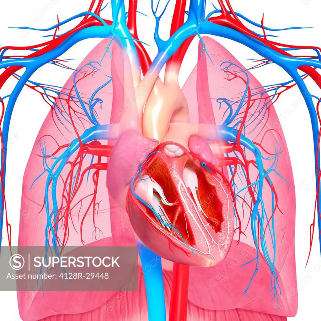 Chest anatomy, computer artwork.