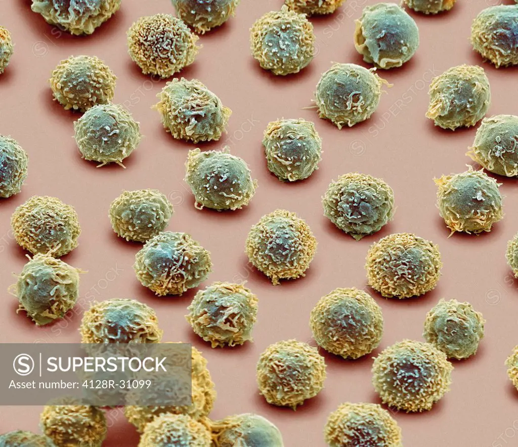 White blood cells. Coloured scanning electron micrograph (SEM) of white blood cells (leucocytes). Magnification: x2,400 when printed at 10 centimetres...