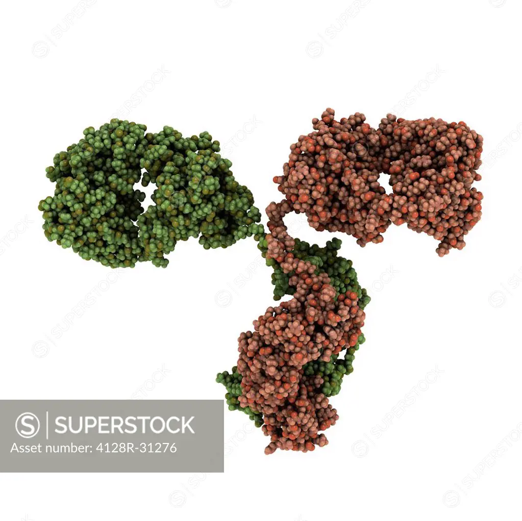 Antibody molecule. Crystal structure of a monoclonal immunoglobulin (IgG2a). IgG antibodies are composed of 2 long heavy chains and 2 shorter light ch...