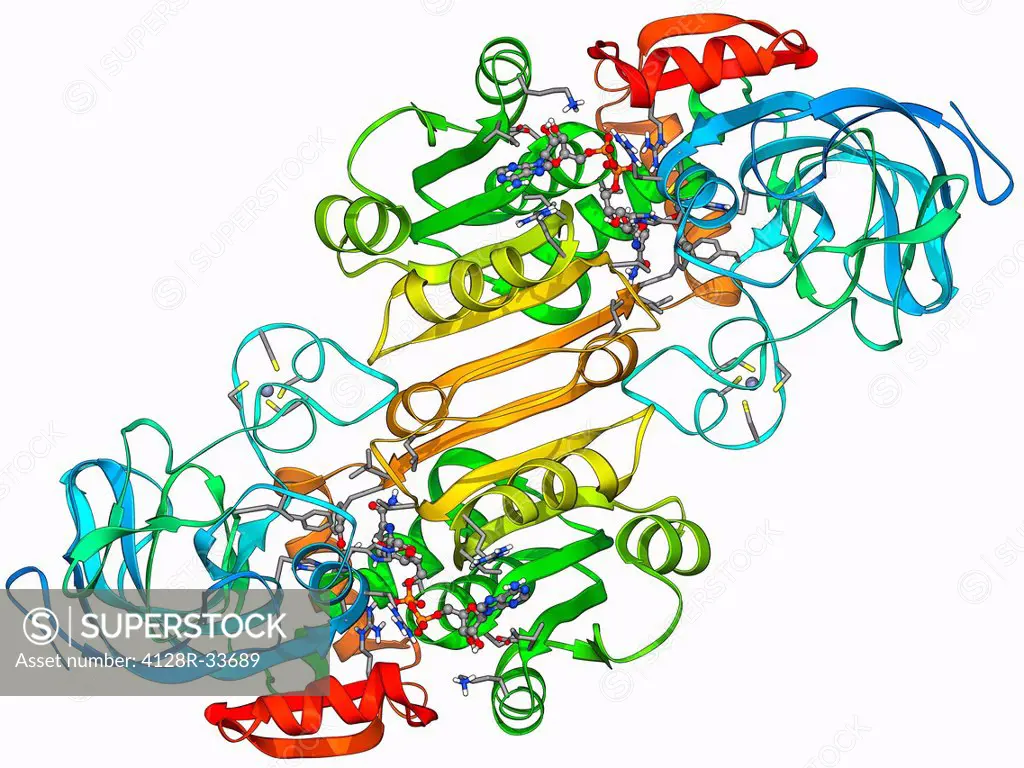 Alcohol dehydrogenase, molecular model. Alcohol dehydrogenase (ADH) is an enzyme that facilitates the break-down of alcohols in the body, which could ...