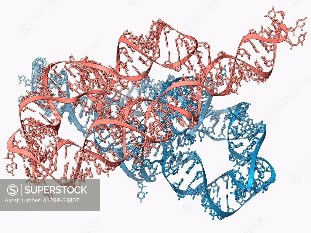 Ribozyme enzyme and RNA, molecular model. Ribozymes are RNA (ribonucleic acid) molecules that catalyse certain biochemical reactions. Until their disc...