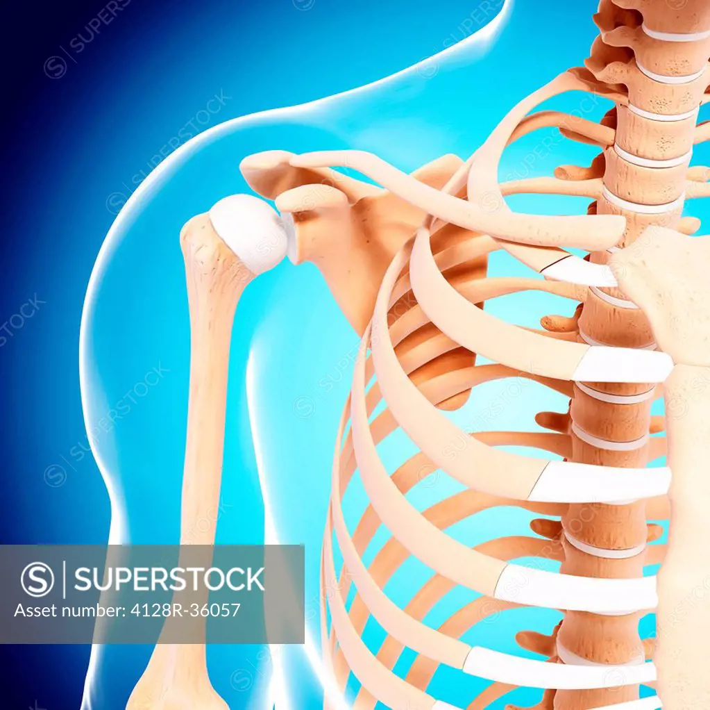 Human shoulder bones, computer artwork.