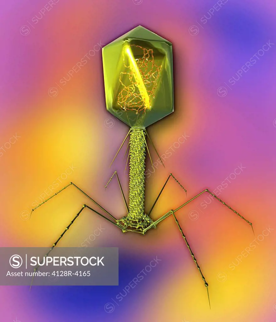 T4 bacteriophage. computer artwork of a T4 bacteriophage virus. The swollen structure at top is the head, which contains DNA inside a protein coat. At...