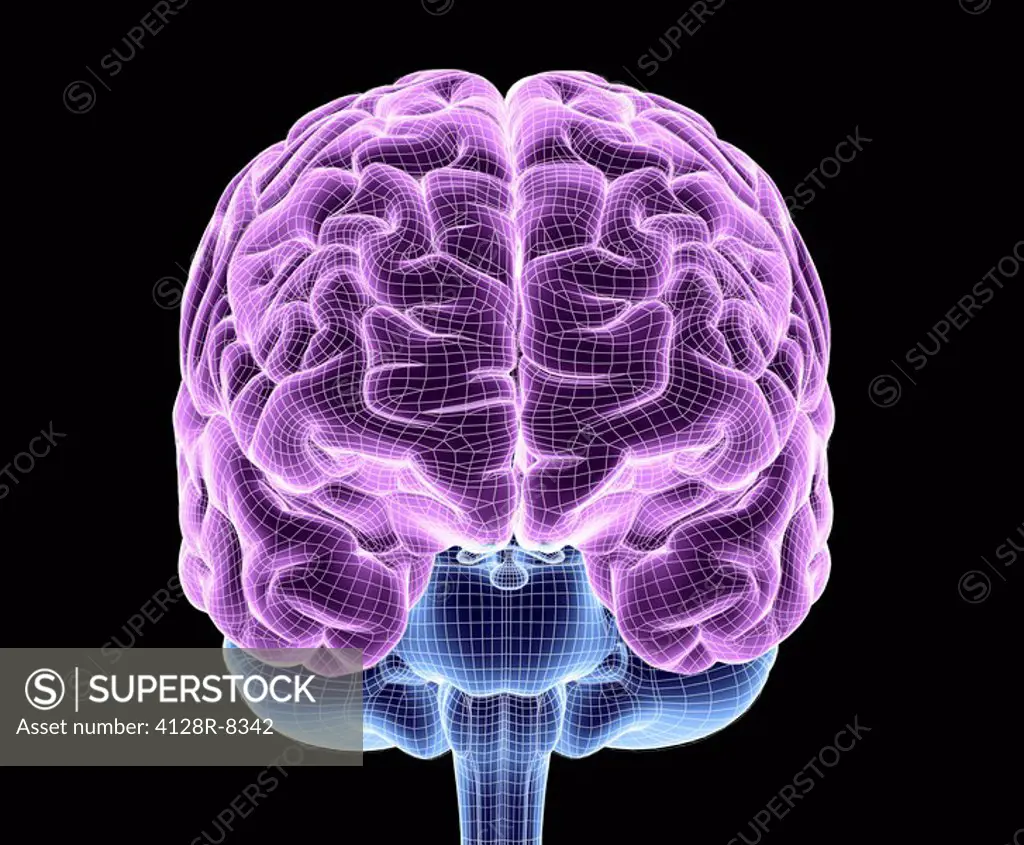 Brain. Computer artwork of a frontal view of a healthy human brain overlaid a wireframe. At top are the left and right hemispheres of the cerebrum, wh...