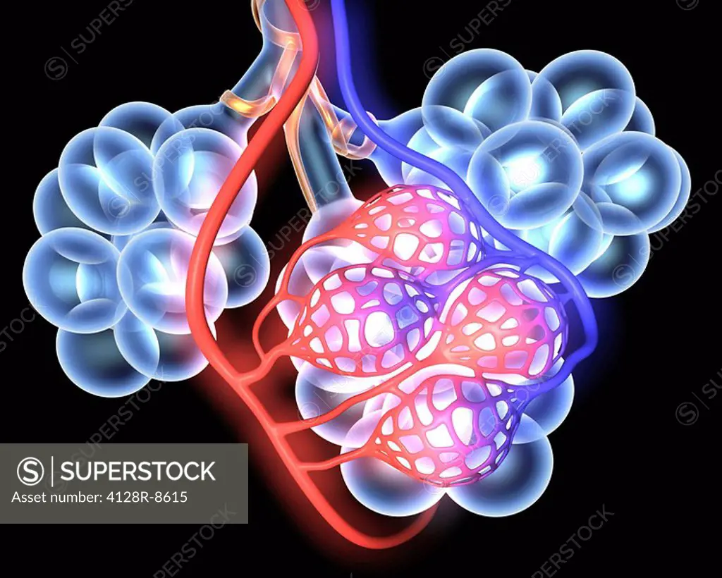 3d medical illustration showing the alveoli and blood vessels in the human lung.