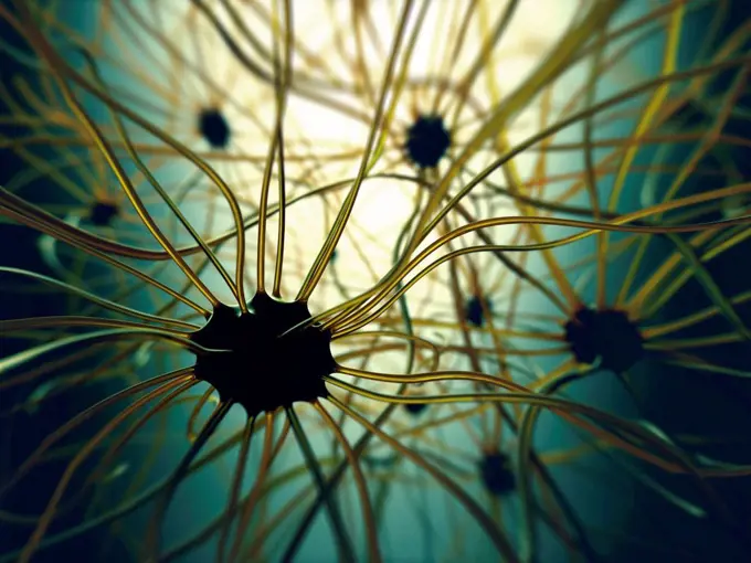 Human nerve cells, illustration.