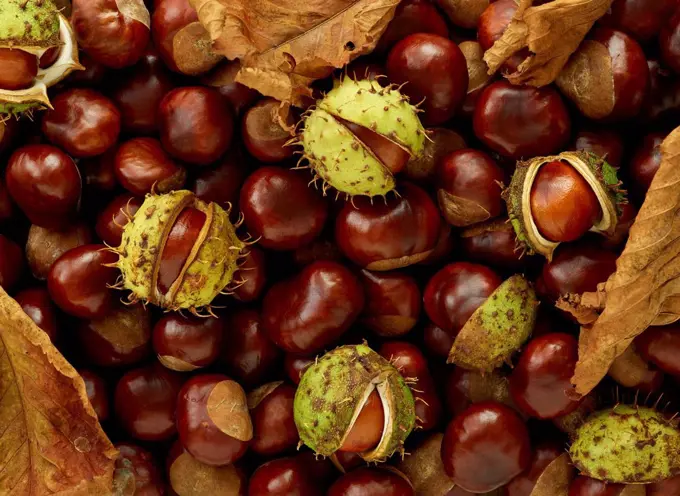 Conkers, full frame.