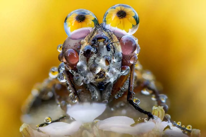 Fly with dew drops on its eyes and yellow flowers reflected.