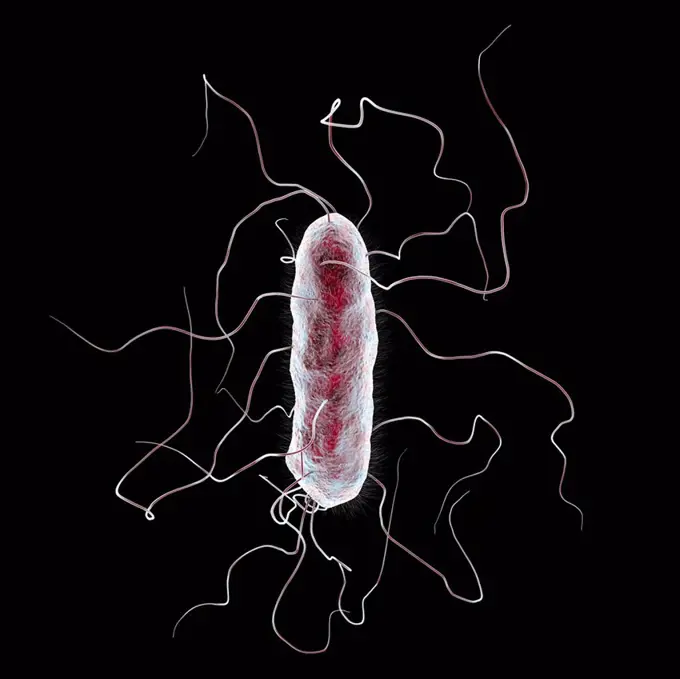 Proteus mirabilis bacterium, computer illustration. This is an enterobacterium which is present normally in the human intestine, although it has poten...