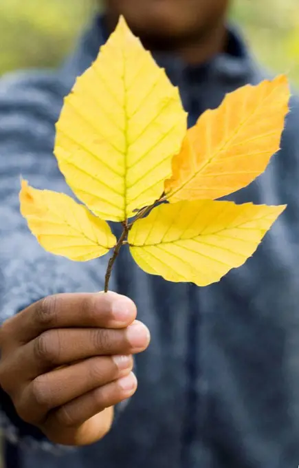 Autumn leaves