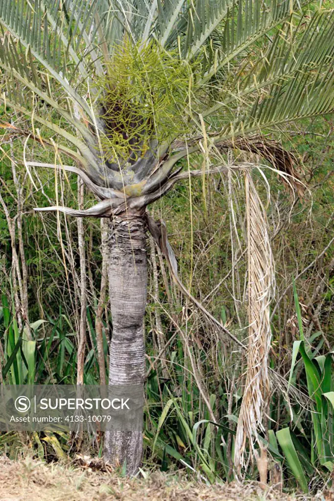 Raffia Palm, Raphia farinifera, Madagascar, bloom