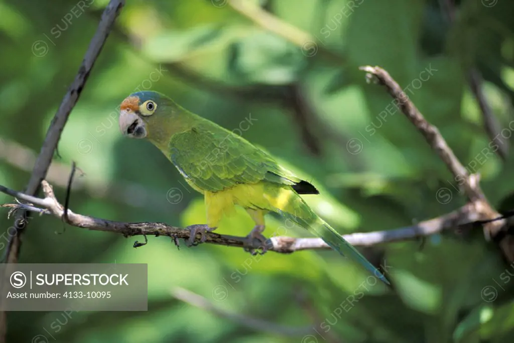 Orange Fronted Conure , Aratinga canicularis clarae , Latin America , Central America , adult on tree